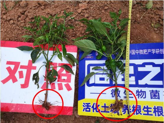 后起之秀.jpg 后起之秀.jpg